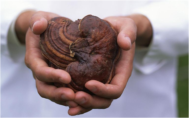 Natural ganoderma spore способ применения